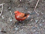 ʻapapane (Himatione sanguinea)