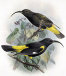 Hawai'i mamo (Drepanis pacifica)