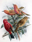 Laysan honeycreeper, Laysan 'apapane (Himatione fraithii)