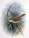 Laysan millerbird (Acrocephalus familiaris familiaris)