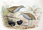 Laysan rail, Laysan crake (Porzana palmeri)