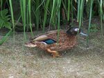 Laysan duck, Laysan teal (Anas laysanensis)