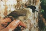 black-faced honeycreeper, po'o-uli (Melamprosops phaeosoma)