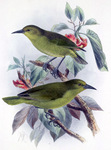 greater 'amakihi (Viridonia sagittirostris)