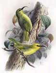 Maui nukupu'u (Hemignathus affinis)
