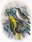 Kaua'i nukupu'u (Hemignathus hanapepe)