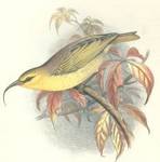 O'ahu nukupu'u (Hemignathus lucidus)