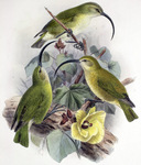 Maui Nui 'akialoa, Lana'i 'akialoa (Akialoa lanaiensis)