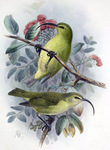 lesser 'akialoa (Akialoa obscura)