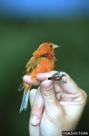 Hawai'i 'akepa (Loxops coccineus)