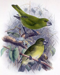 Kona grosbeak (Chloridops kona)