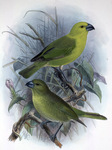 lesser koa finch (Rhodacanthis flaviceps)