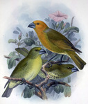 greater koa finch (Rhodacanthis palmeri)