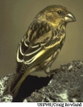 Nihoa finch (Telespiza ultima)