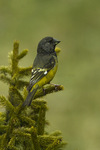 white-winged grosbeak (Mycerobas carnipes)