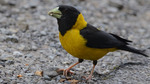 black-and-yellow grosbeak (Mycerobas icterioides)