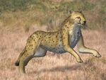 Linxia cheetah (Acinonyx kurteni)