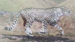 giant cheetah (Acinonyx pardinensis)