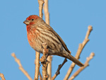 house finch (Haemorhous mexicanus)