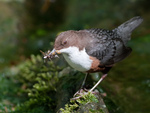 European dipper, white-throated dipper (Cinclus cinclus)