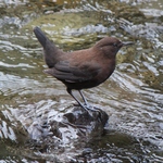 Asian dipper, brown dipper (Cinclus pallasii)