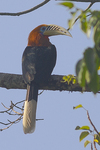 rufous-necked hornbill (Aceros nipalensis)