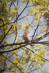 Chinese penduline tit (Remiz consobrinus)