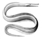 blackfin sorcerer (Nettastoma melanurum)