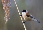 Eurasian penduline tit, European penduline tit (Remiz pendulinus)