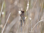 black-headed penduline tit (Remiz macronyx)