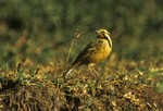 Abyssinian longclaw (Macronyx flavicollis)