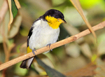 yellow-backed tanager (Hemithraupis flavicollis)