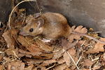 yellow-necked mouse, yellow-necked wood mouse (Apodemus flavicollis)