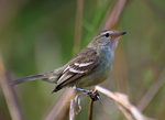 mouse-colored tyrannulet (Phaeomyias murina)