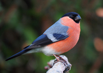 Eurasian bullfinch, common bullfinch (Pyrrhula pyrrhula)