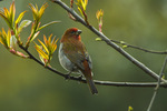 crimson-browed finch (Carpodacus subhimachalus)