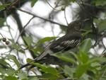 Aztec thrush (Ridgwayia pinicola)