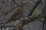 alpine thrush (Zoothera mollissima)