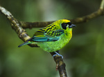 green-and-gold tanager (Tangara schrankii)