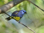 turquoise tanager (Tangara mexicana)