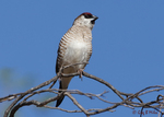 plum-headed finch, cherry finch (Neochmia modesta)