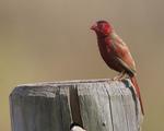 crimson finch, blood finch (Neochmia phaeton)