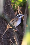 stripe-headed sparrow (Peucaea ruficauda)