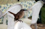 brown trembler (Cinclocerthia ruficauda)