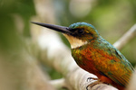 rufous-tailed jacamar (Galbula ruficauda)