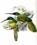 green-tailed jacamar (Galbula galbula)