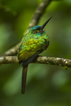 coppery-chested jacamar (Galbula pastazae)