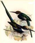 paradise jacamar (Galbula dea)