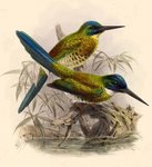 bronzy jacamar (Galbula leucogastra)