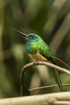 bluish-fronted jacamar (Galbula cyanescens)